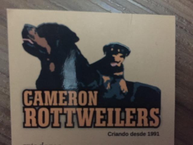 Filhote de Rottweiler