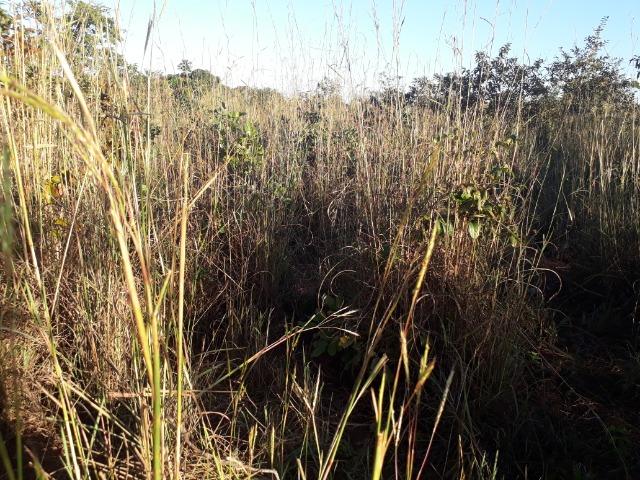 Chácara de terra boa a 9 km de Acorizal - Foto 19
