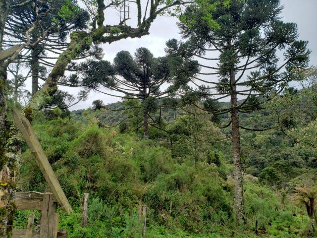 Área Rural entre Rio Rufino/ Urupema - Foto 6