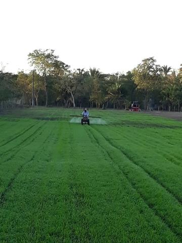 Sitio a venda em santo antonio do leverger - Foto 3