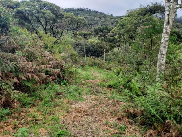 Área Rural entre Rio Rufino/ Urupema - Foto 5