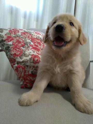Lindos filhotes Golden Retrivier - Foto 6