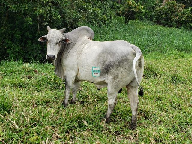 Fazenda espetacular de 284 Hectares. Predominância na PECUÁRIA de corte - Foto 18