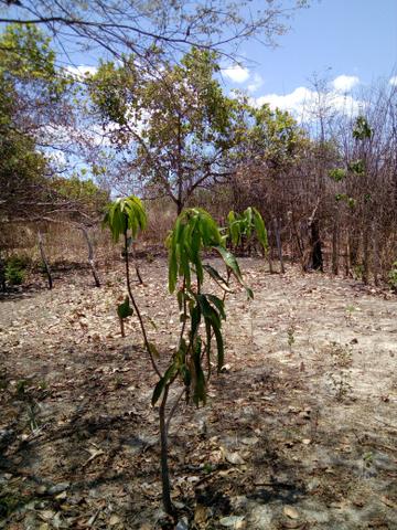Terreno - Foto 4