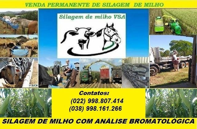 Silagem de milho com análise