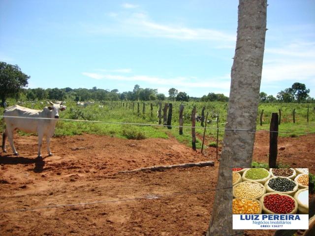 FAZENDA A VENDA de 100 HECTARES EM TERENOS - MS - (Pecuária) - Foto 20