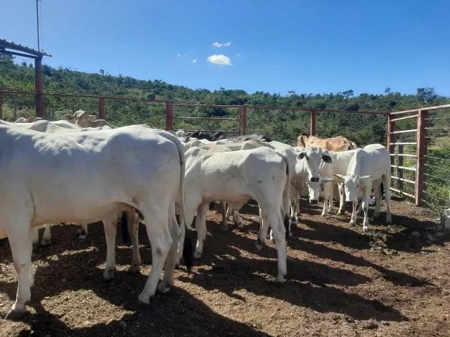 Fazenda para lazer e gado de corte - Marzagão - Goiás - Foto 6