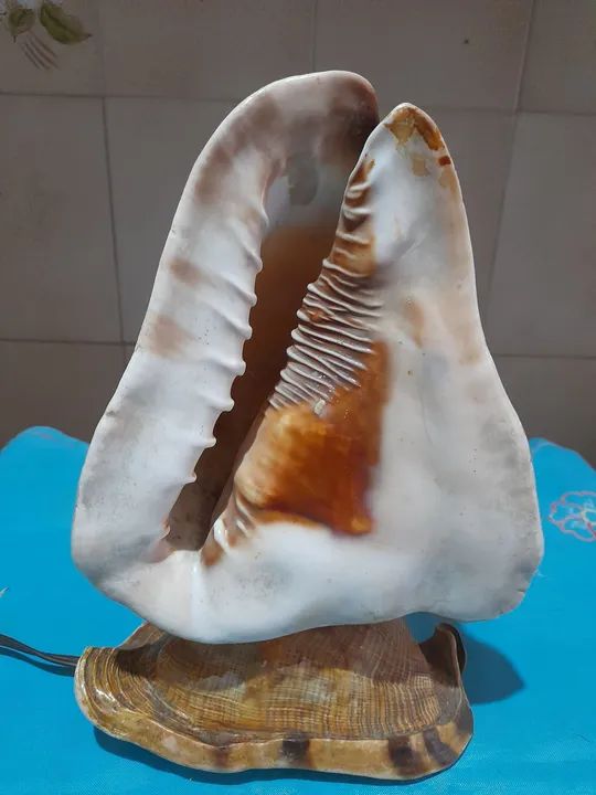 Abajour Concha. Anos 50/60 