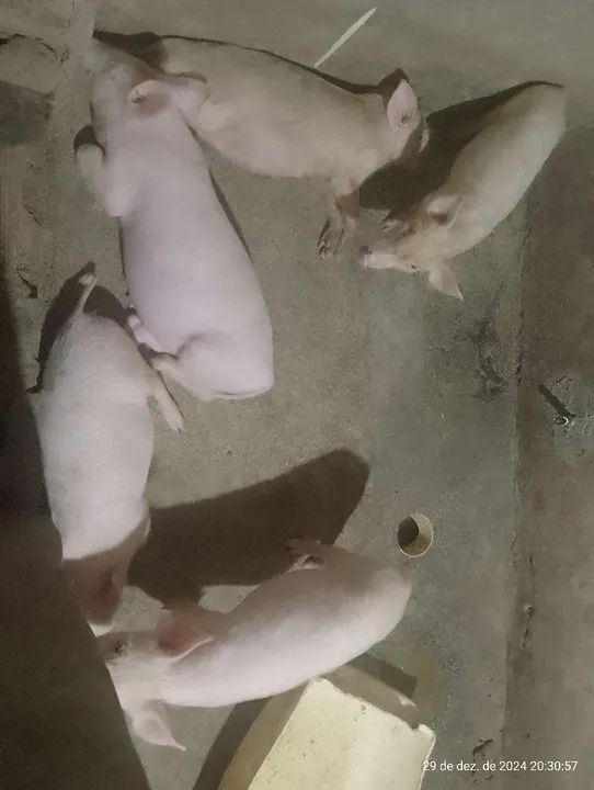 Filhotes de porco 40 dias para venda - Foto 4