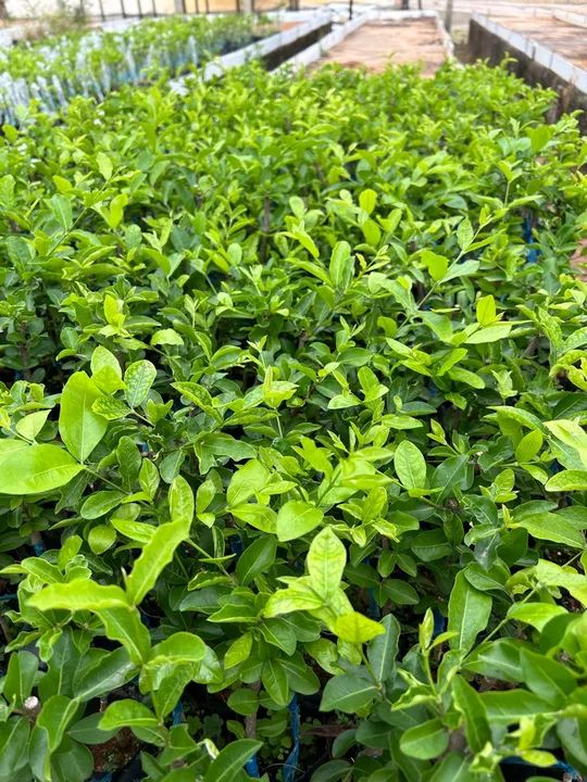 Mudas de acerola junco  - Foto 5