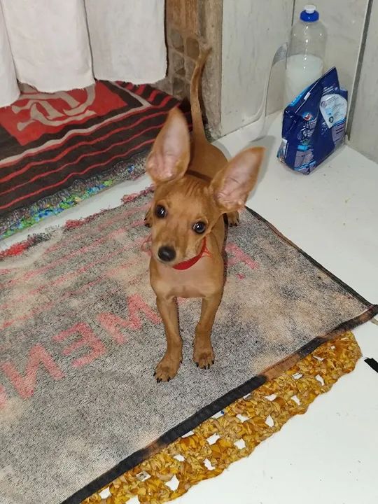 Pinscher - Foto 6