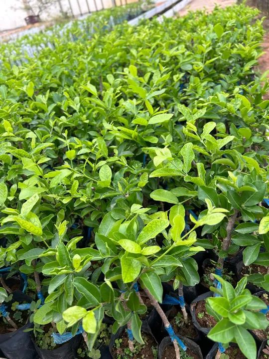 Mudas de acerola junco 
