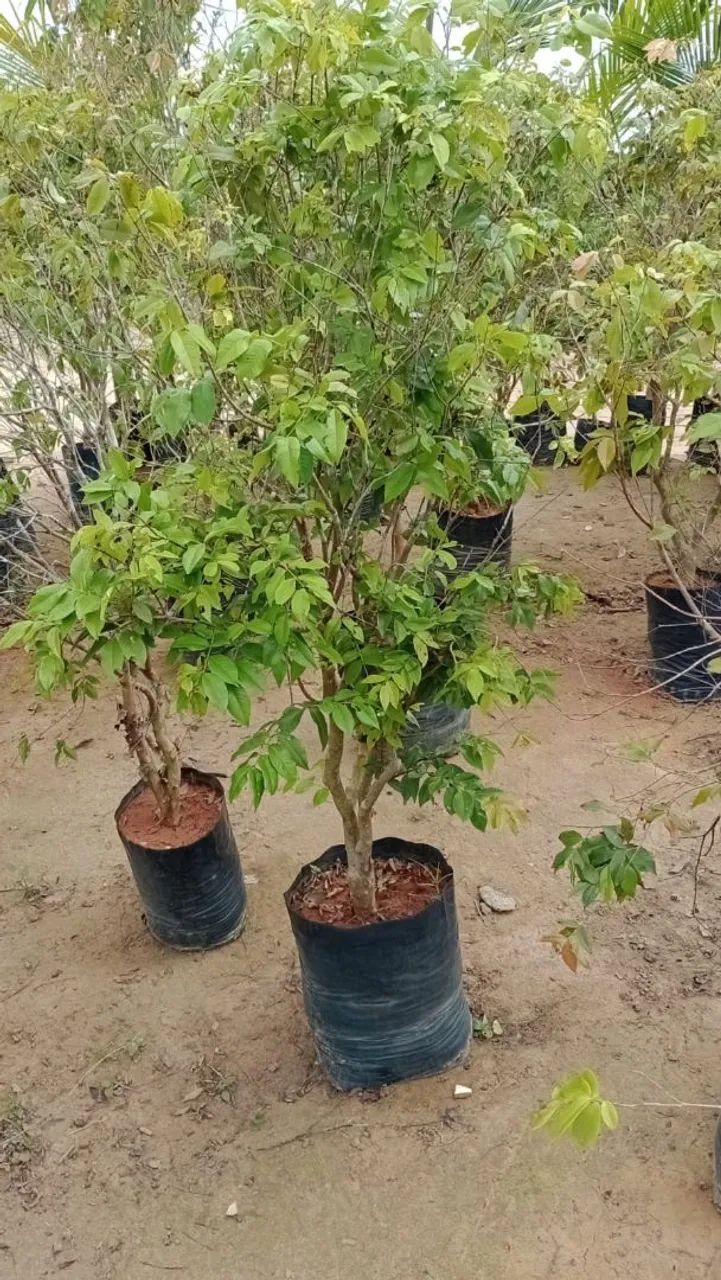 Jaboticaba hídrica 
