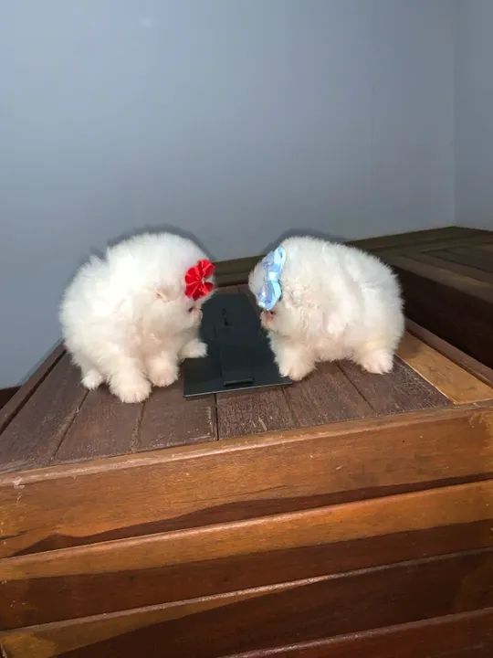 Lulu da pomerania pura e legítima - branca micro  - Foto 4