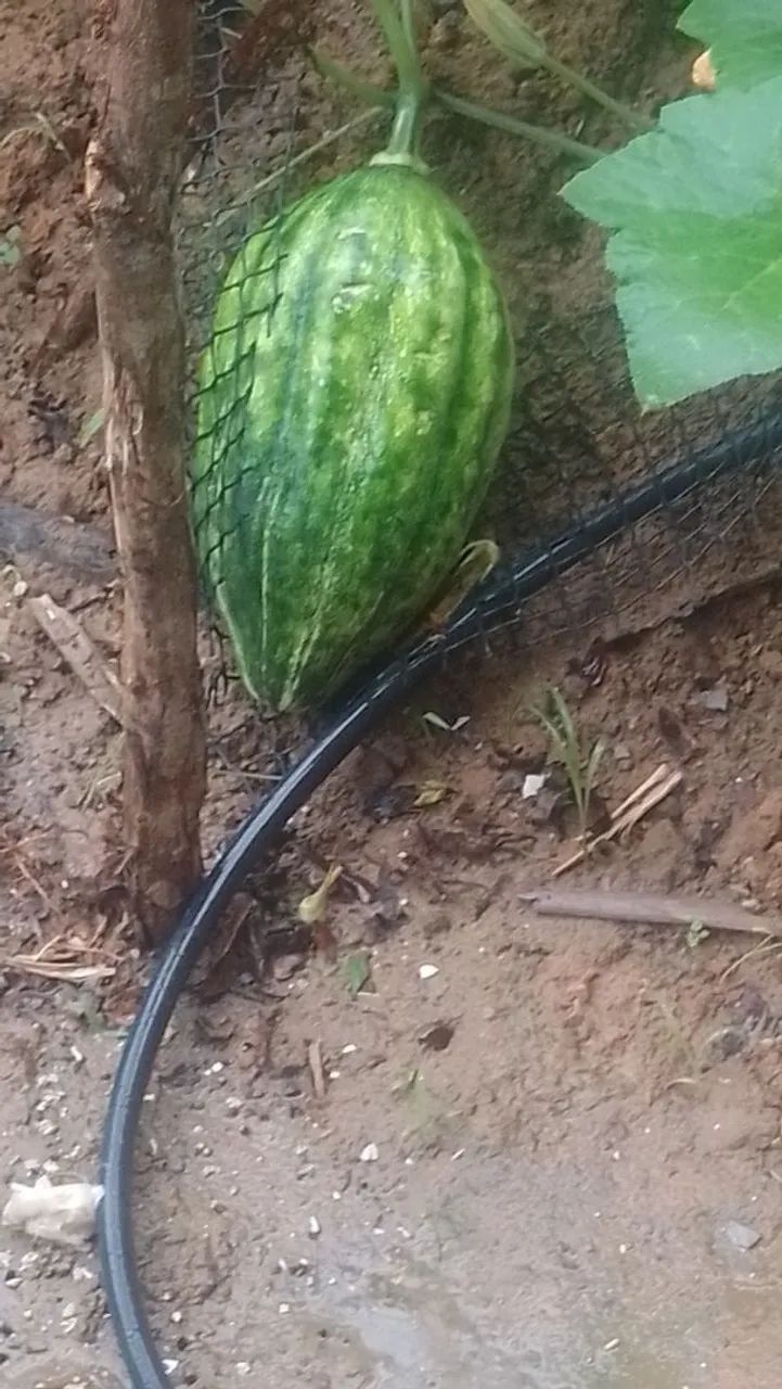 12 tarefas+ casa avenda  - Foto 3