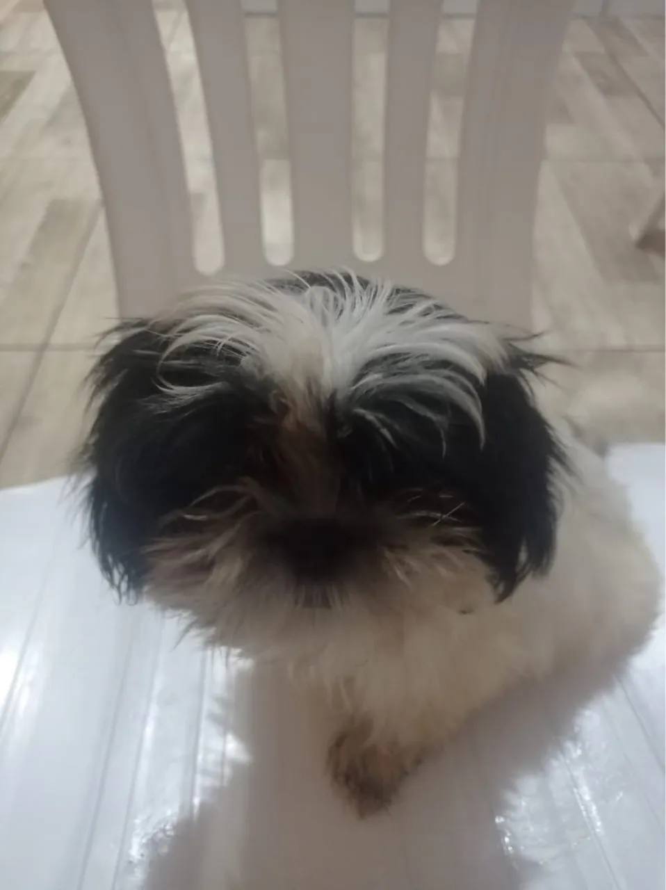 Filhote Shih Tzu para adoção