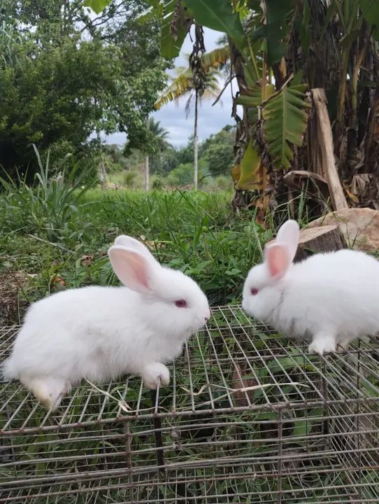Lindos coelhos brancos para desmame 06/02 """Reservas"""