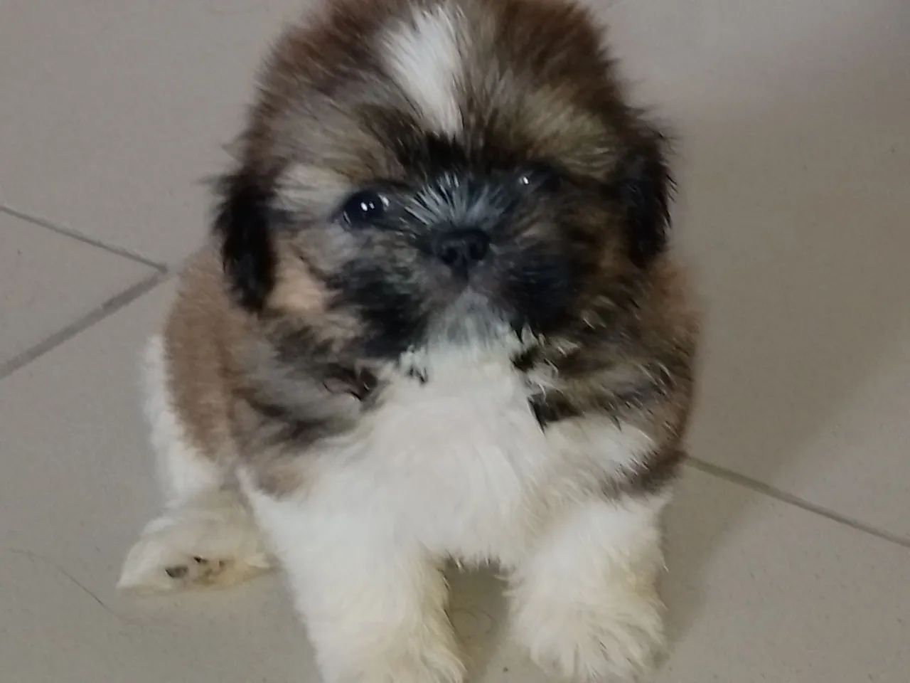 Filhote de Shih Tzu - Fêmea 