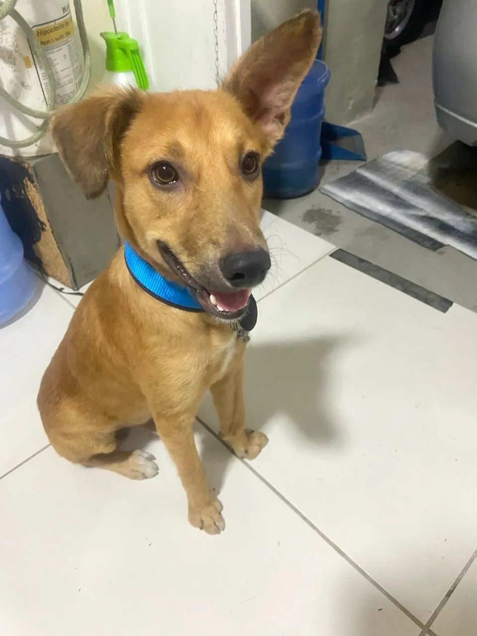 Cãozinho simpático para adoção