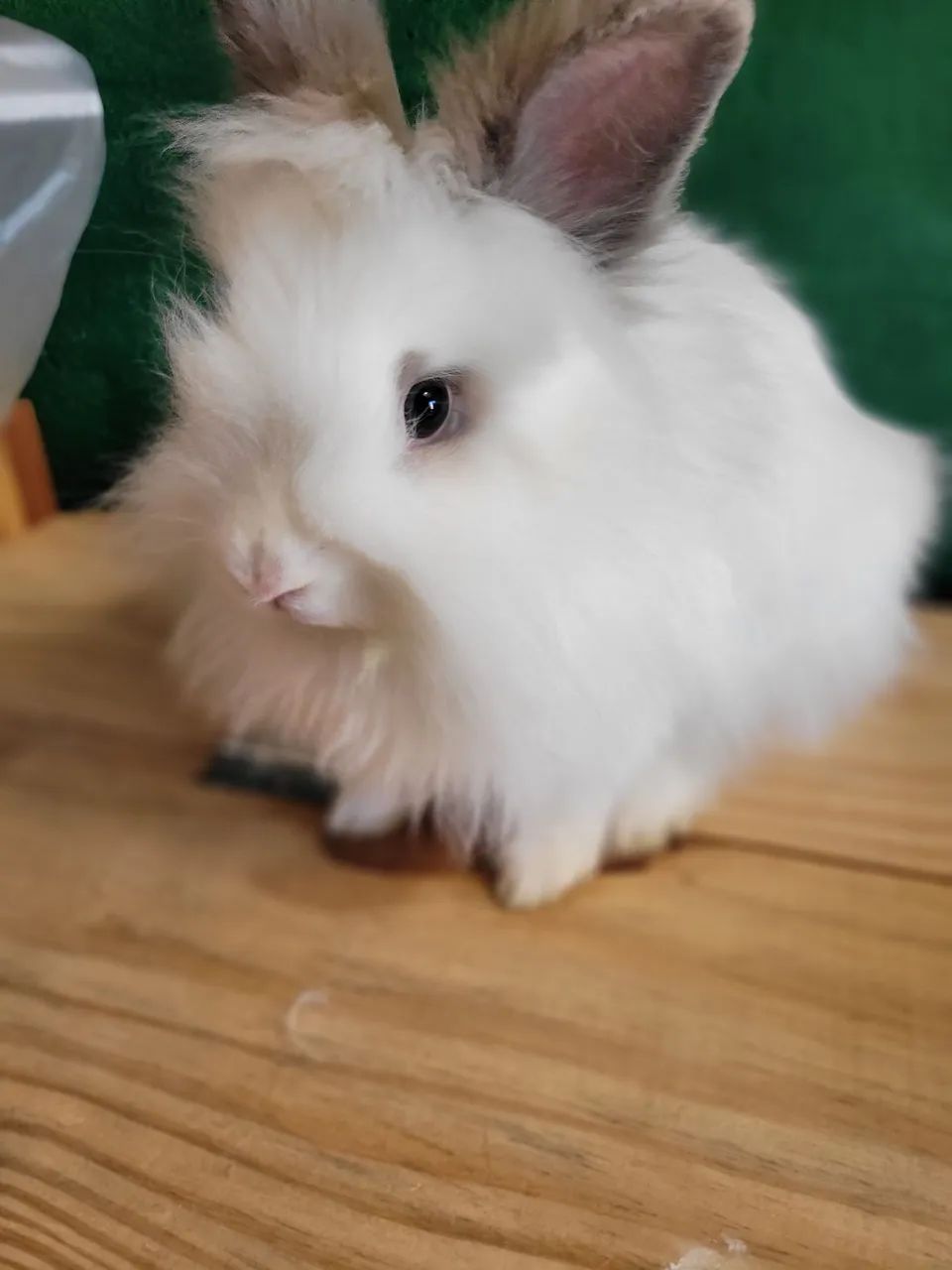 Coelhinha mini lion - Foto 2