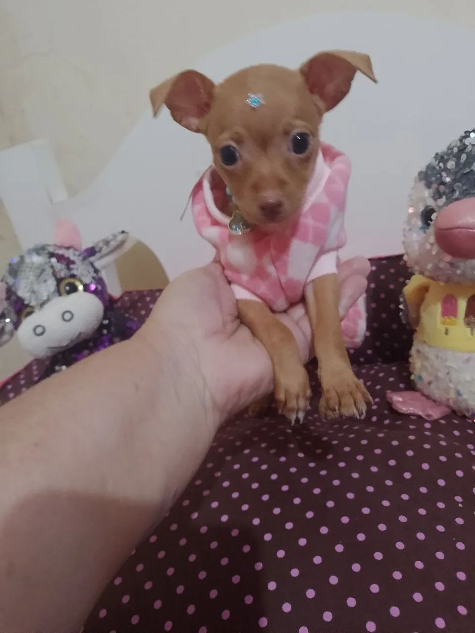 Fêmea Pinscher com valor promocional