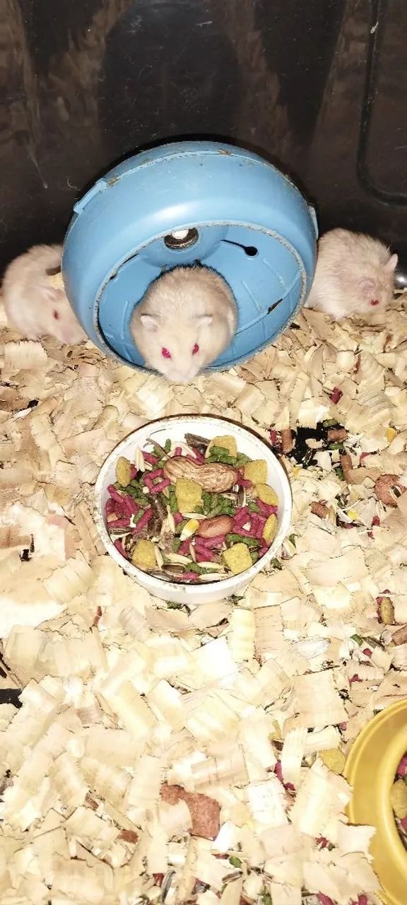 Hamster Anão Russo 64276688955394123