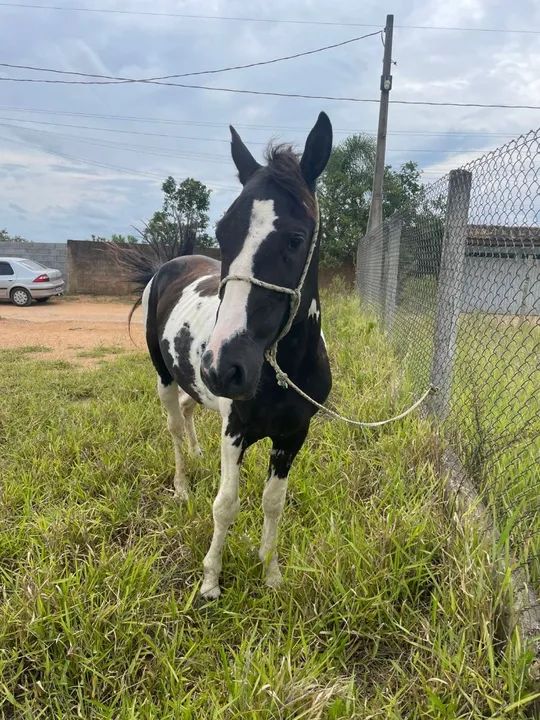 Cavalo Pampa de Preto  - Foto 4