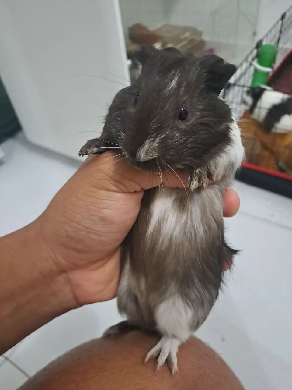 Porquinhos da Índia  - Foto 4