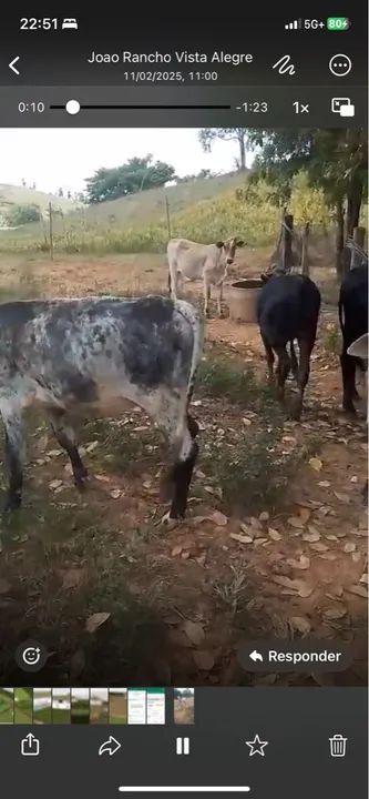 Vendo bezerros e bezerras - Foto 4