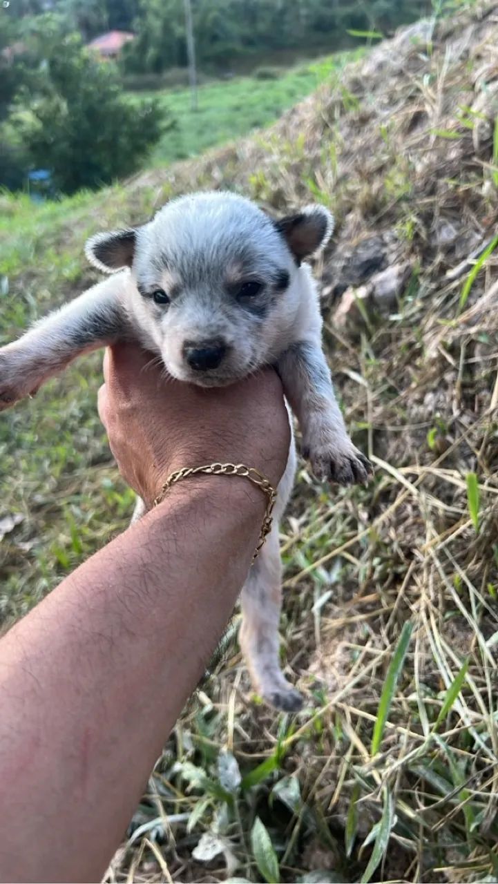Filhotes de Blue heeler disponível para venda! - Foto 3