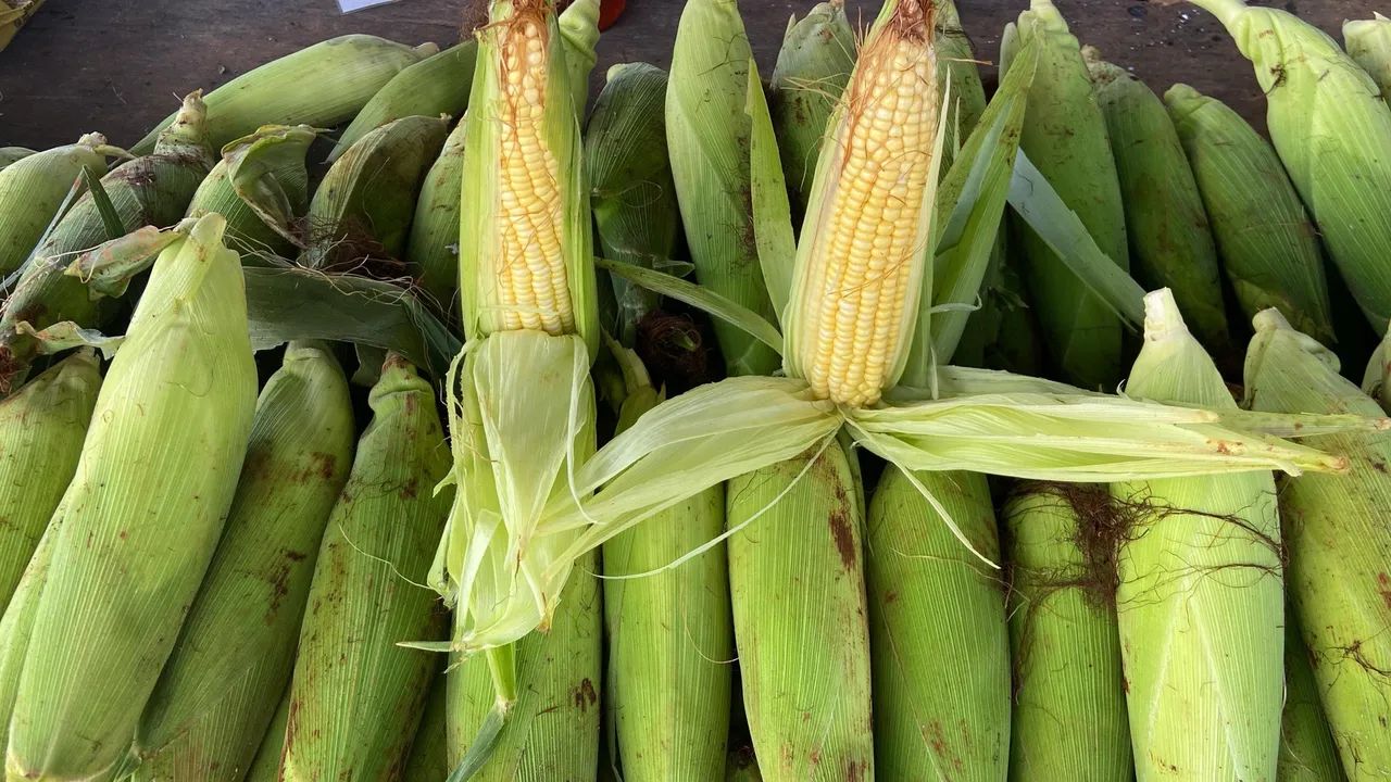 Espigas de milho verde frescas - Foto 3