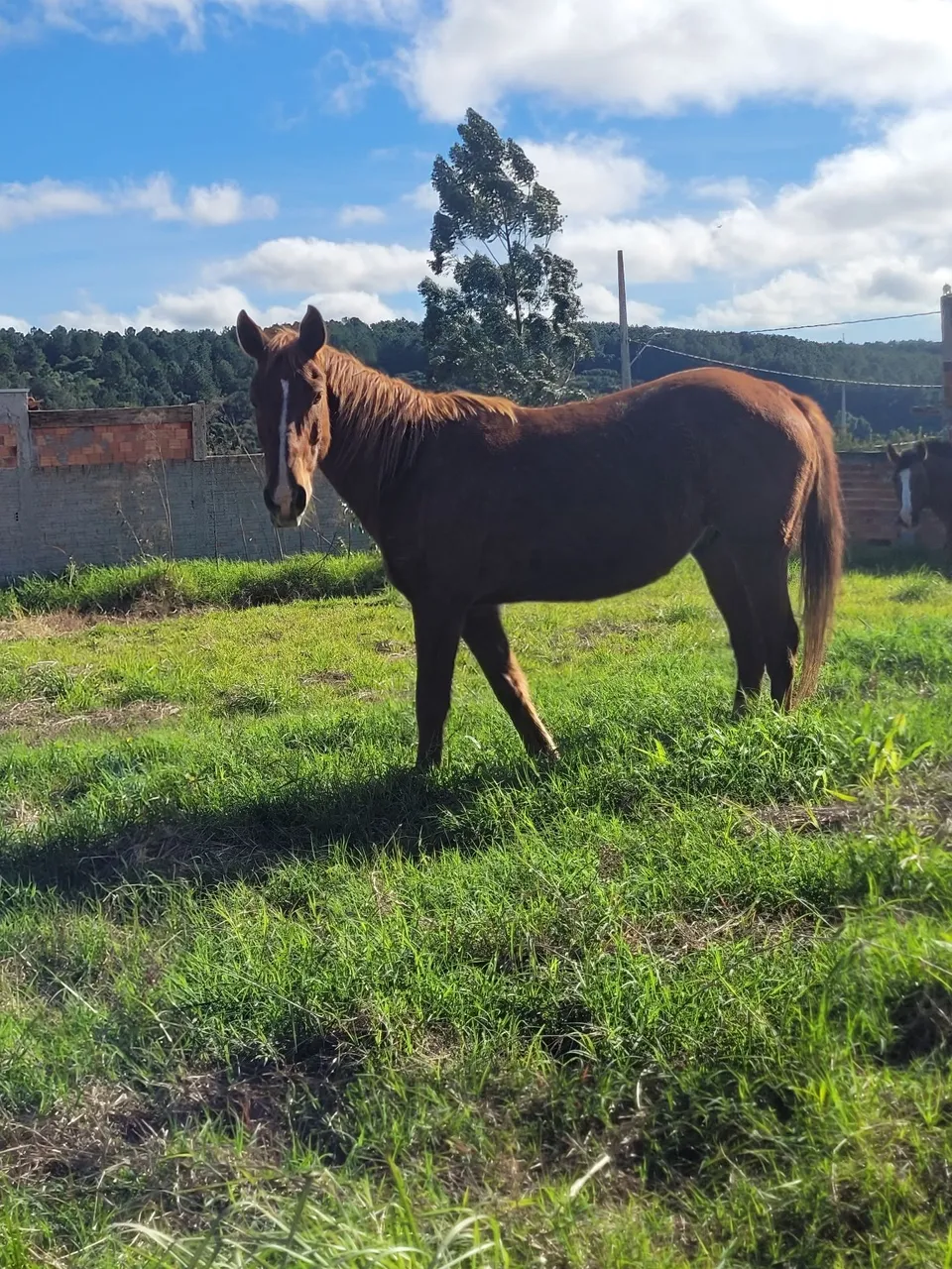 Cavalo