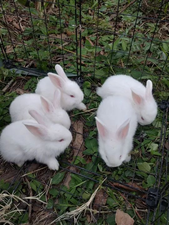 Lindos coelhos brancos para desmame 06/02 """Reservas""" - Foto 6
