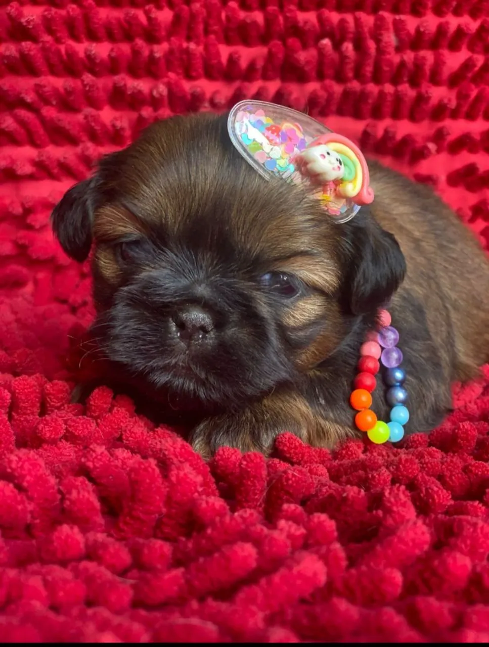 Filhote Shih Tzu Fêmea