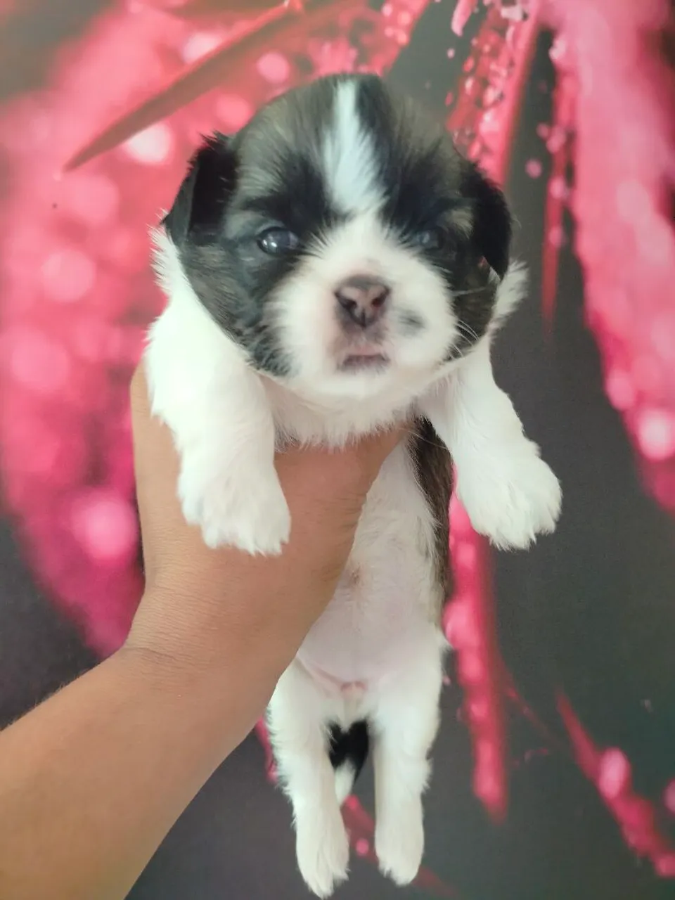 Filhote Shih Tzu para venda