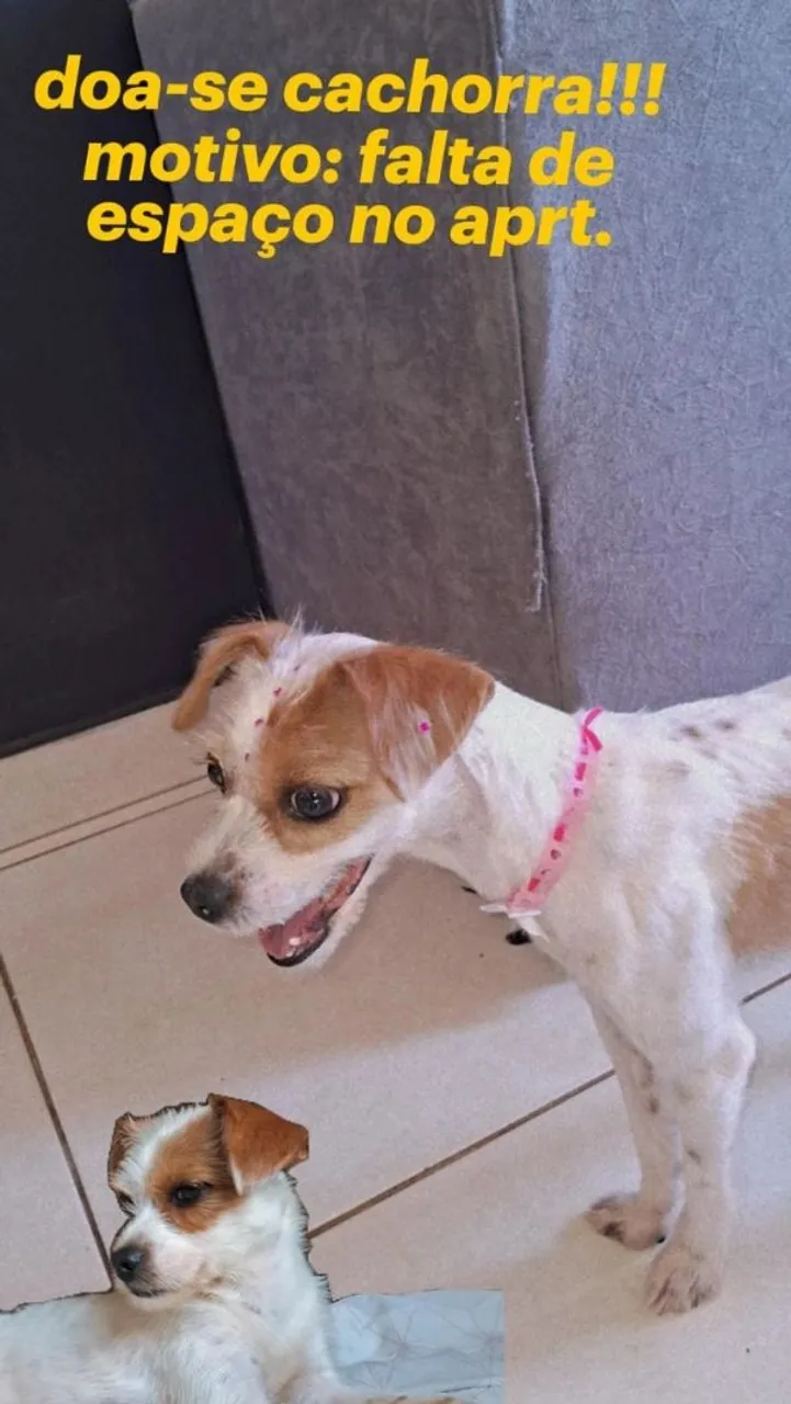Cachorrinha para doação - Urgente!