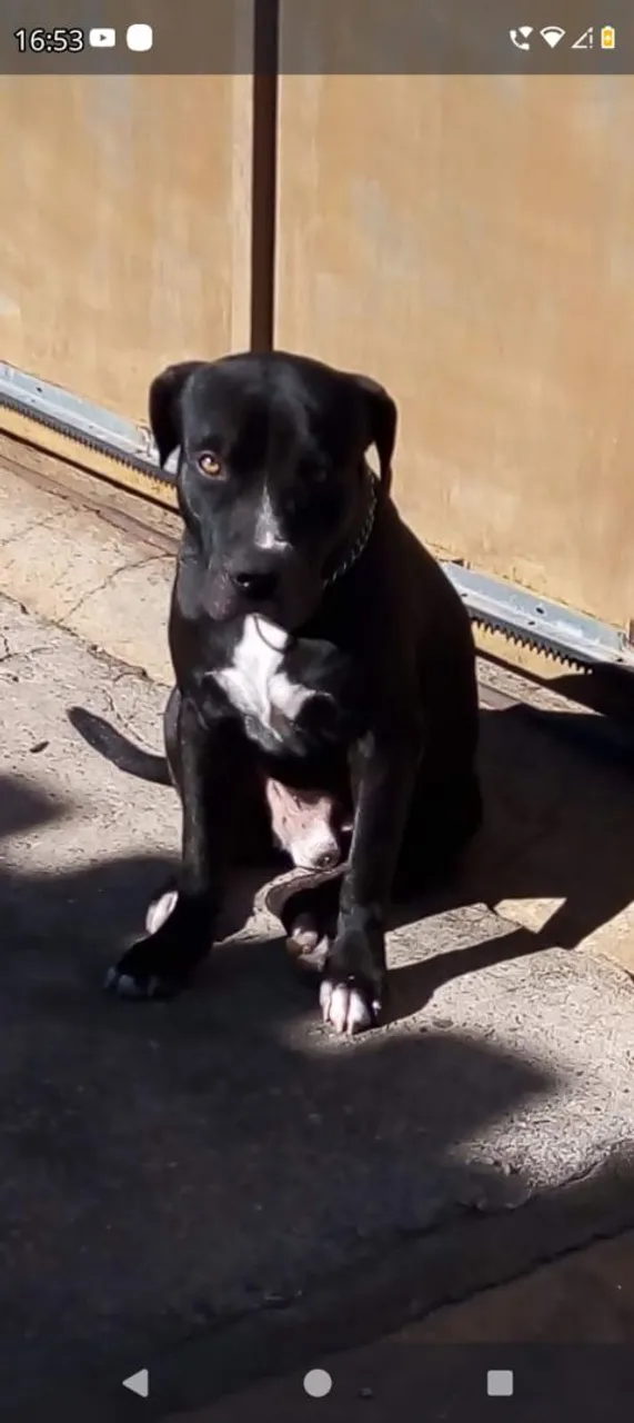 Vendo Pitbull 300,00