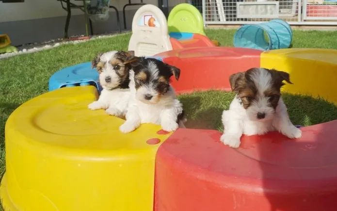 Biewer Terrier Macho Tricolor Disponível com Pedigree e Microchip