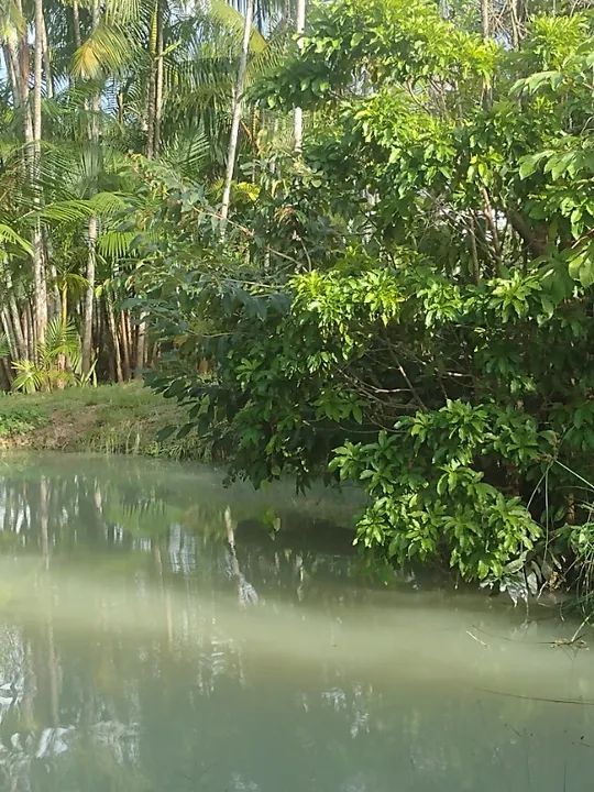 Sítio em Aurora do Pará com 11.000 metros quadrados. - Foto 11