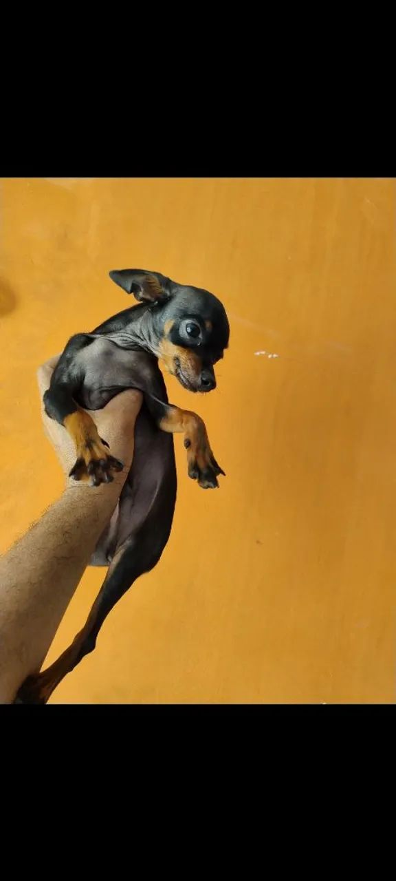 Pinscher macho tem 8  mês - Foto 2