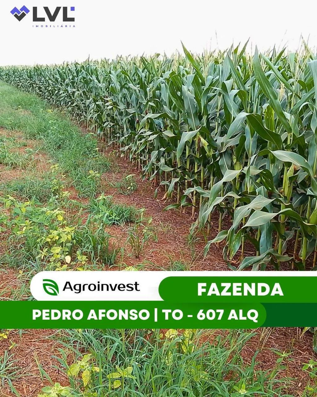 FAZENDA À VENDA  PEDRO AFONSO/TO | 607 alqueires