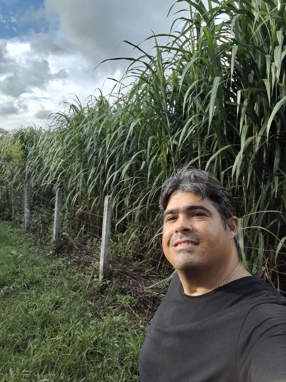 VENDO MUDAS DO CAPIM ELEFANTE BRS CAPIAÇU E KURUMI DA EMBRAPA  - Foto 4