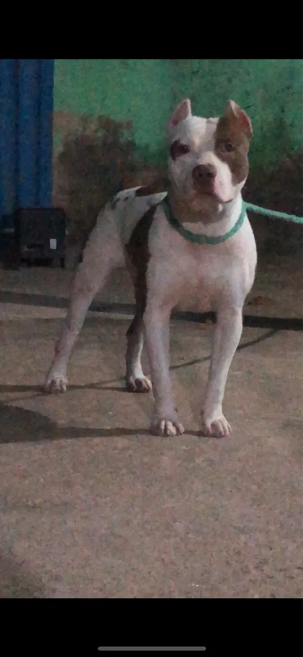Pitbull lindo e forte