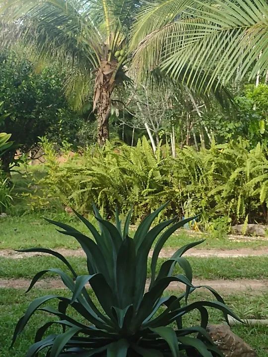 Sítio em Aurora do Pará com 11.000 metros quadrados. - Foto 7