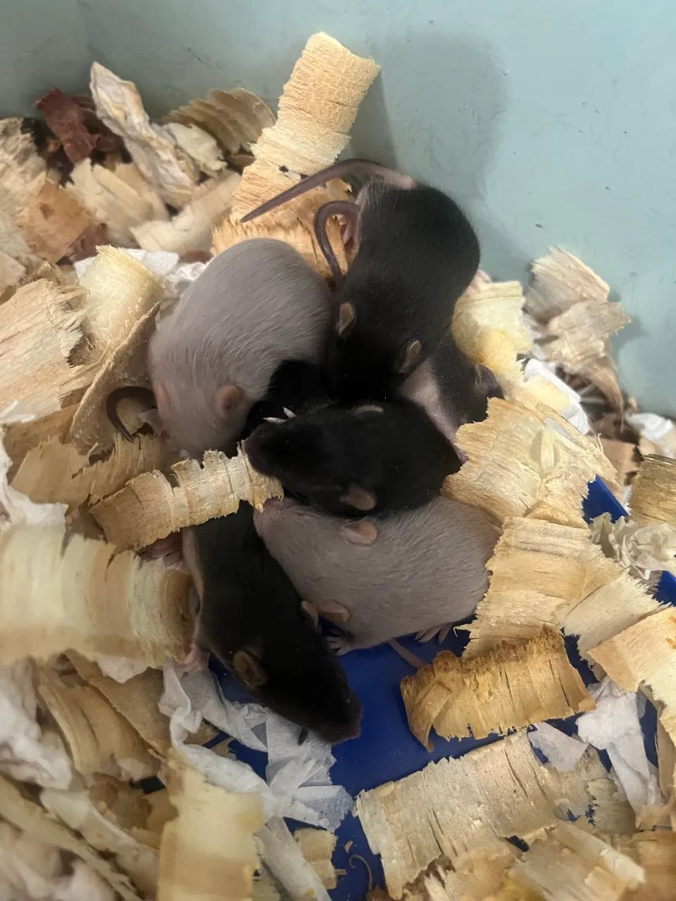 Hamster Topolino  - Foto 4