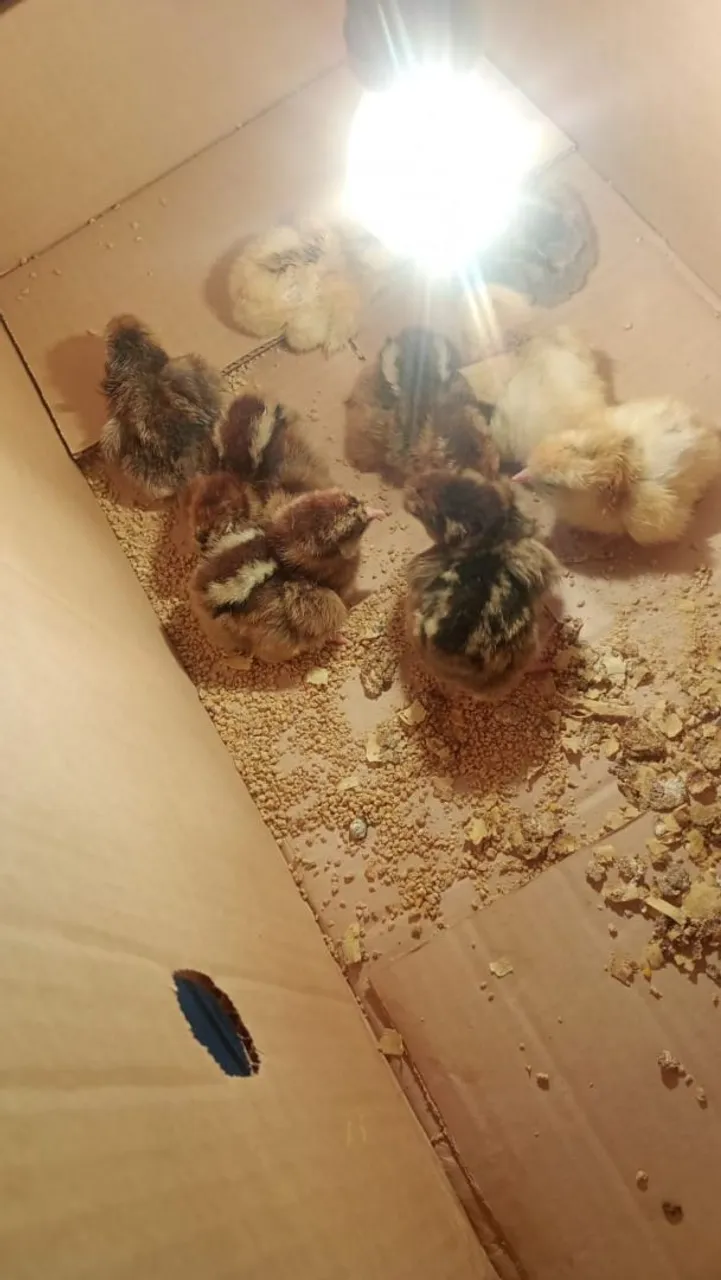 Pintinhos de GSB (Galinha Sertaneja Balão)