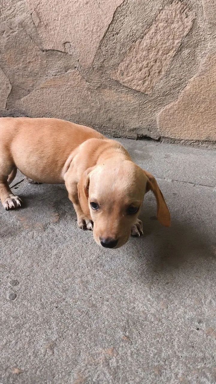 Filhote de Teckel dachshund Basset peludo anao - Foto 2