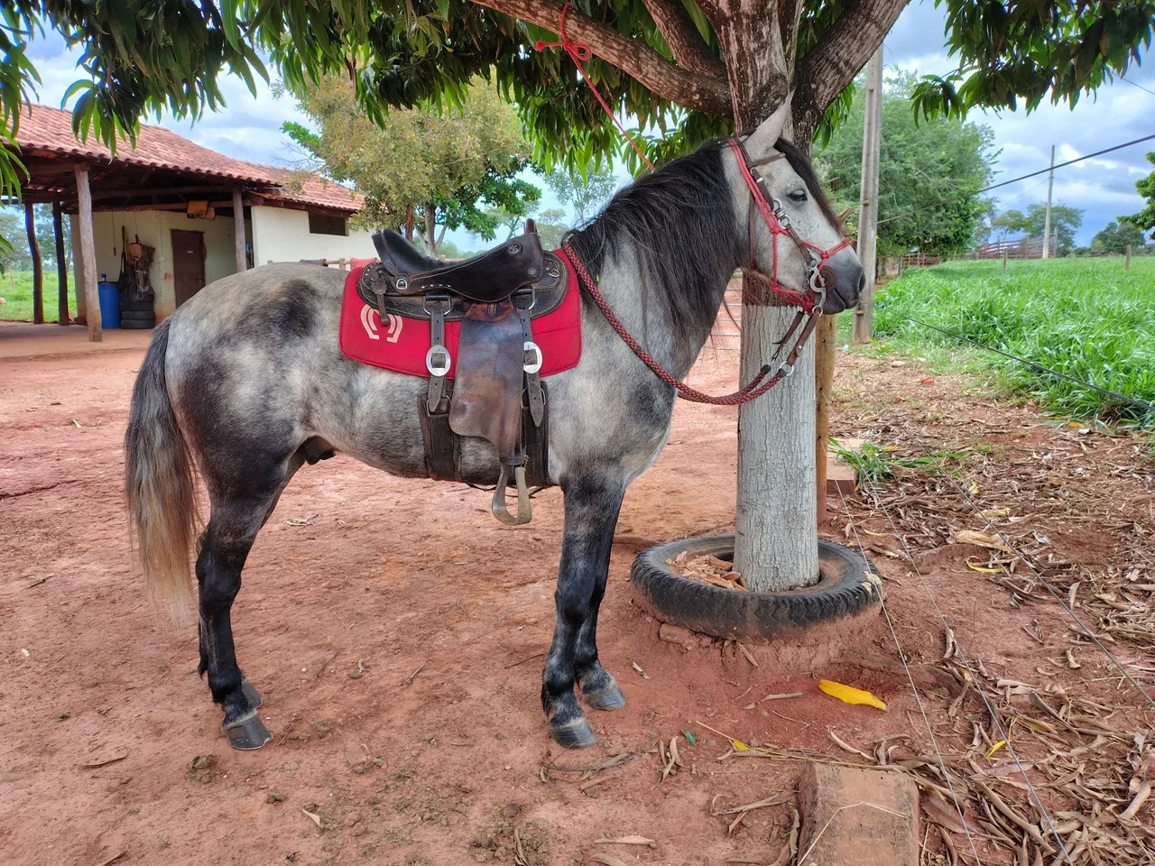 Cavalo tordilho