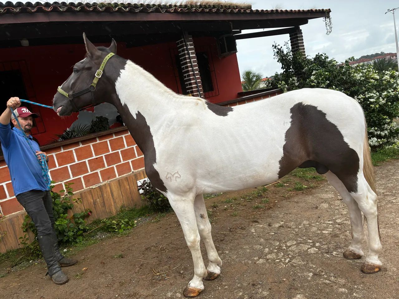 CAVALO  MANGA LARGA  - Foto 2