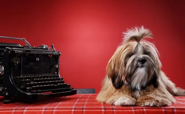 Lhasa Apso Mini Caramelo Fêmea - Pequena no Tamanho, Gigante no Carinho!